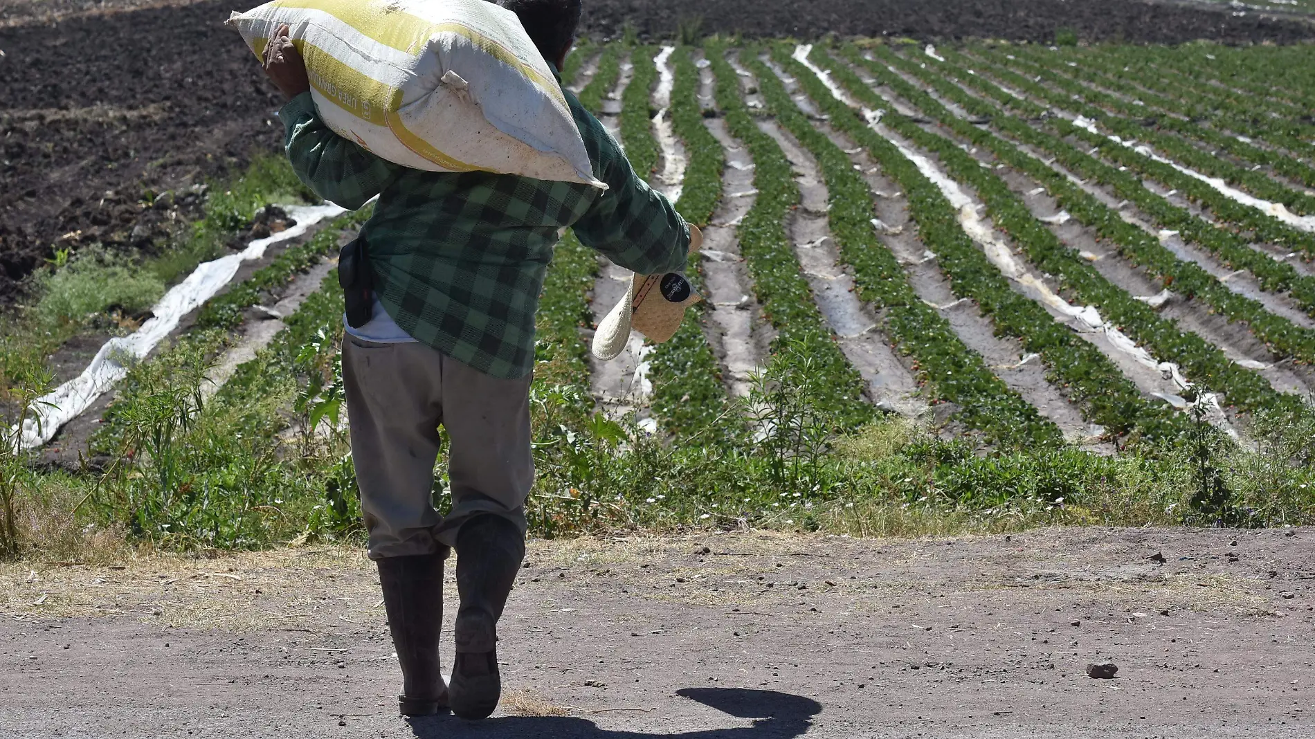 APOYO-A-CAMPO .- RICARDO SANCHEZ.- EL SOL DE IRAPUATO (4)